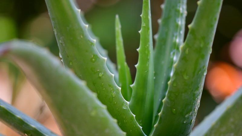 8 spôsobov, akými môžete využiť zázračnú rastlinu: Aloe Vera