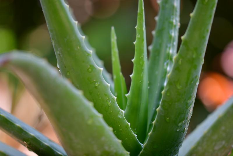 8 spôsobov, akými môžete využiť zázračnú rastlinu: Aloe Vera