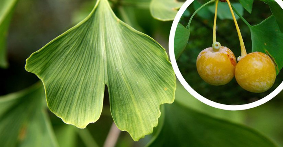 Proti únave s Ginko Biloba