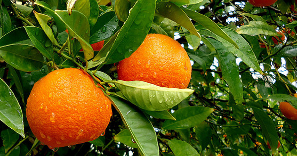 10 dôvodov, prečo si obľúbiť mandarínky